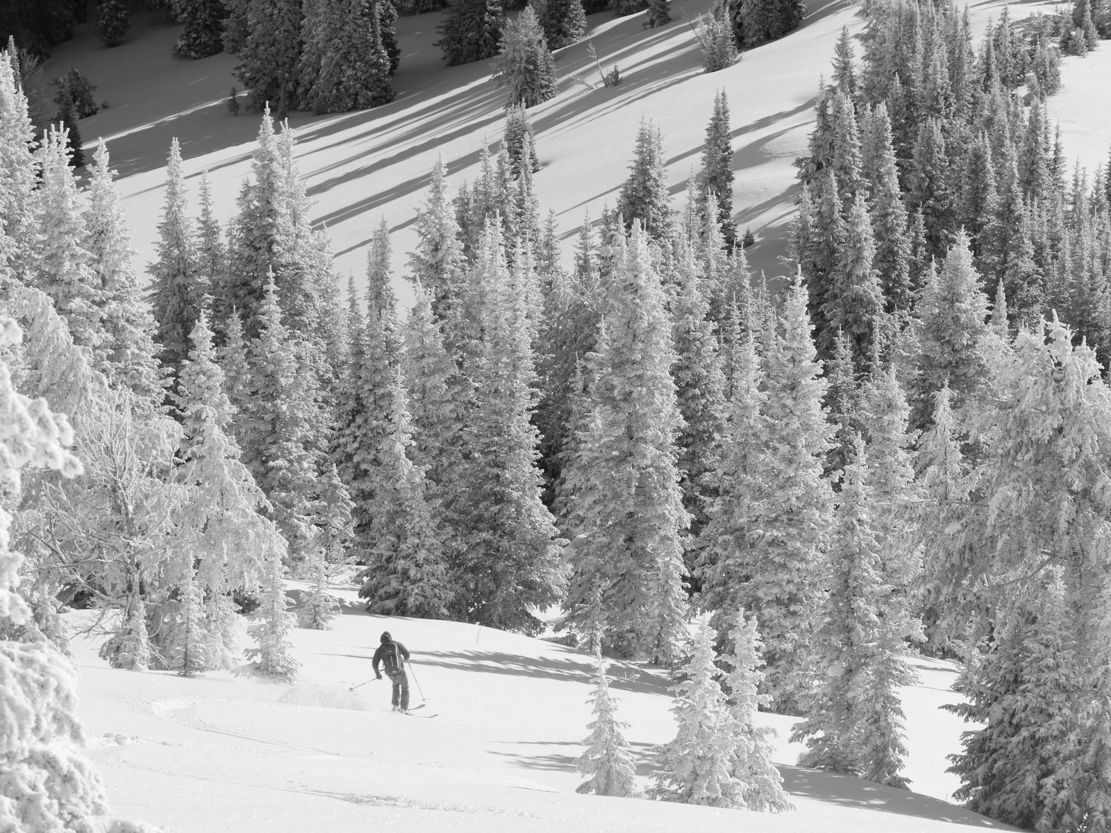 Tree skiing