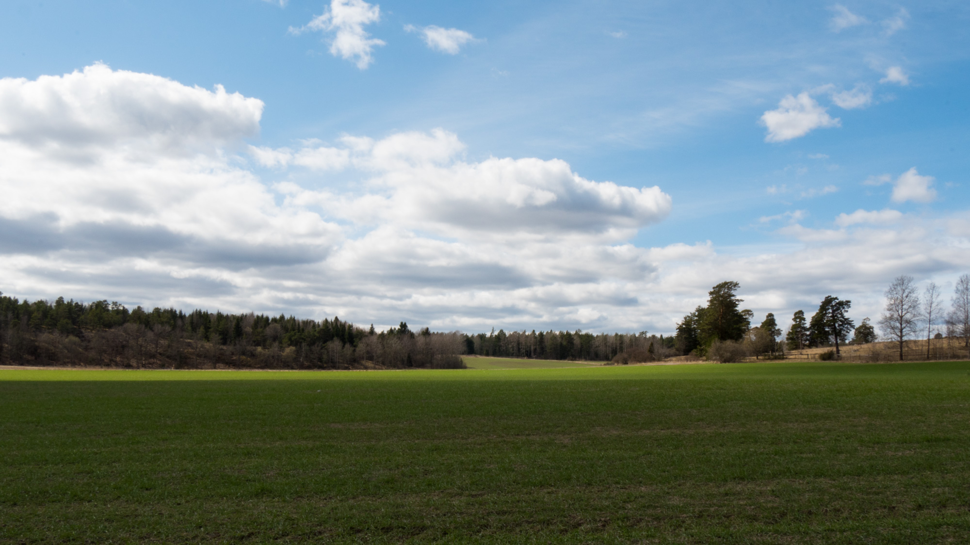 Grassy Field