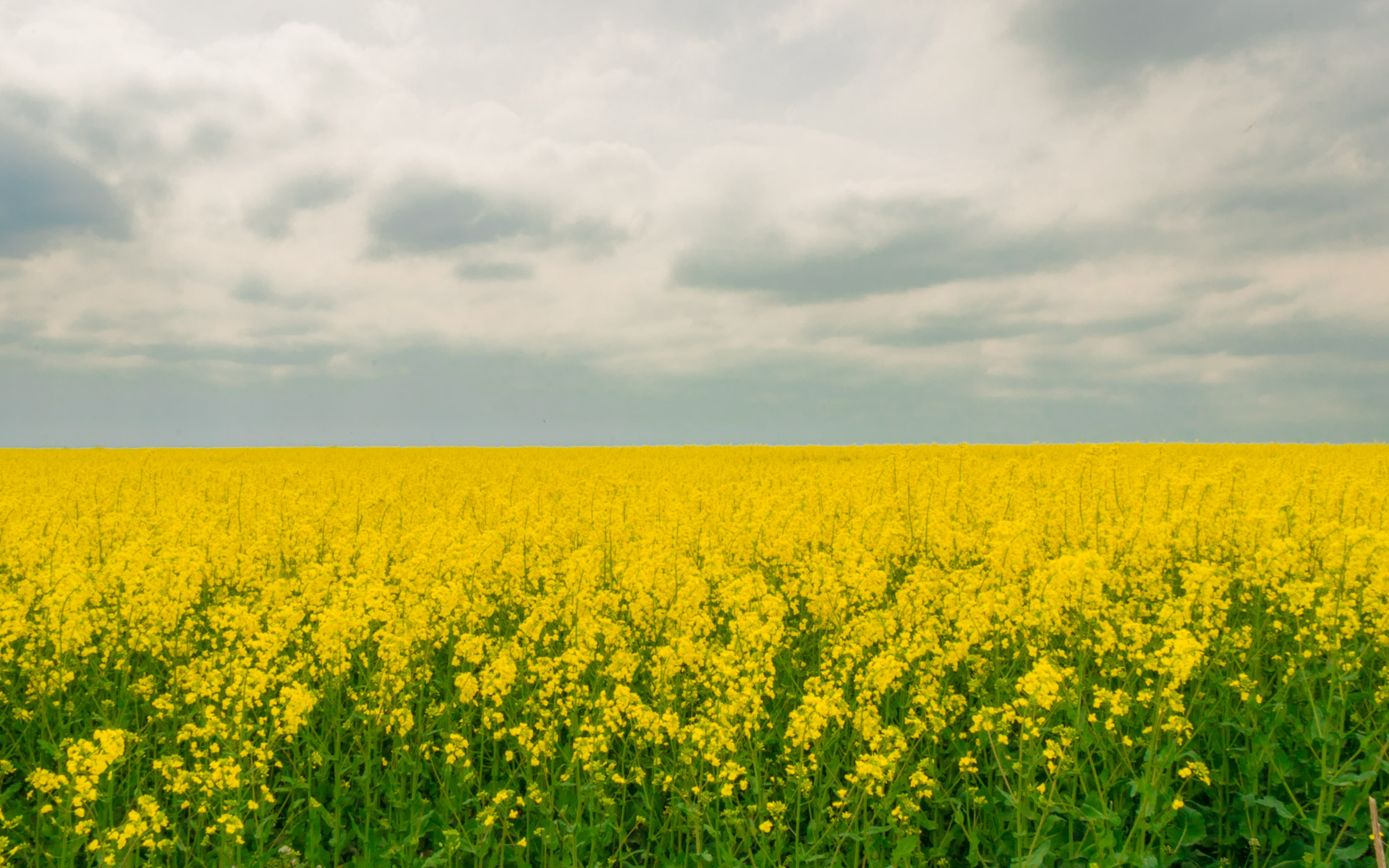 Rapeseed Fields