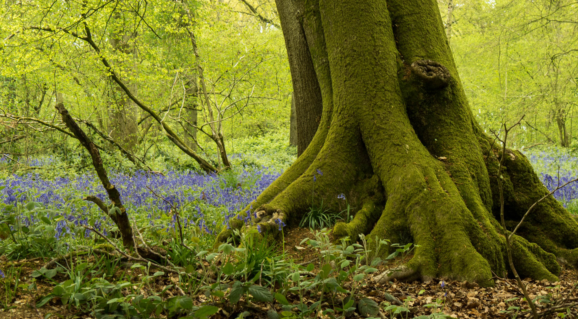 Green trees of England