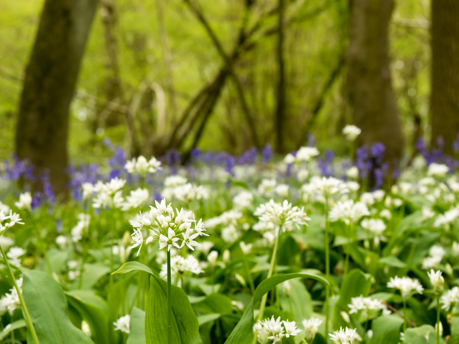 Bluebells and some white flower