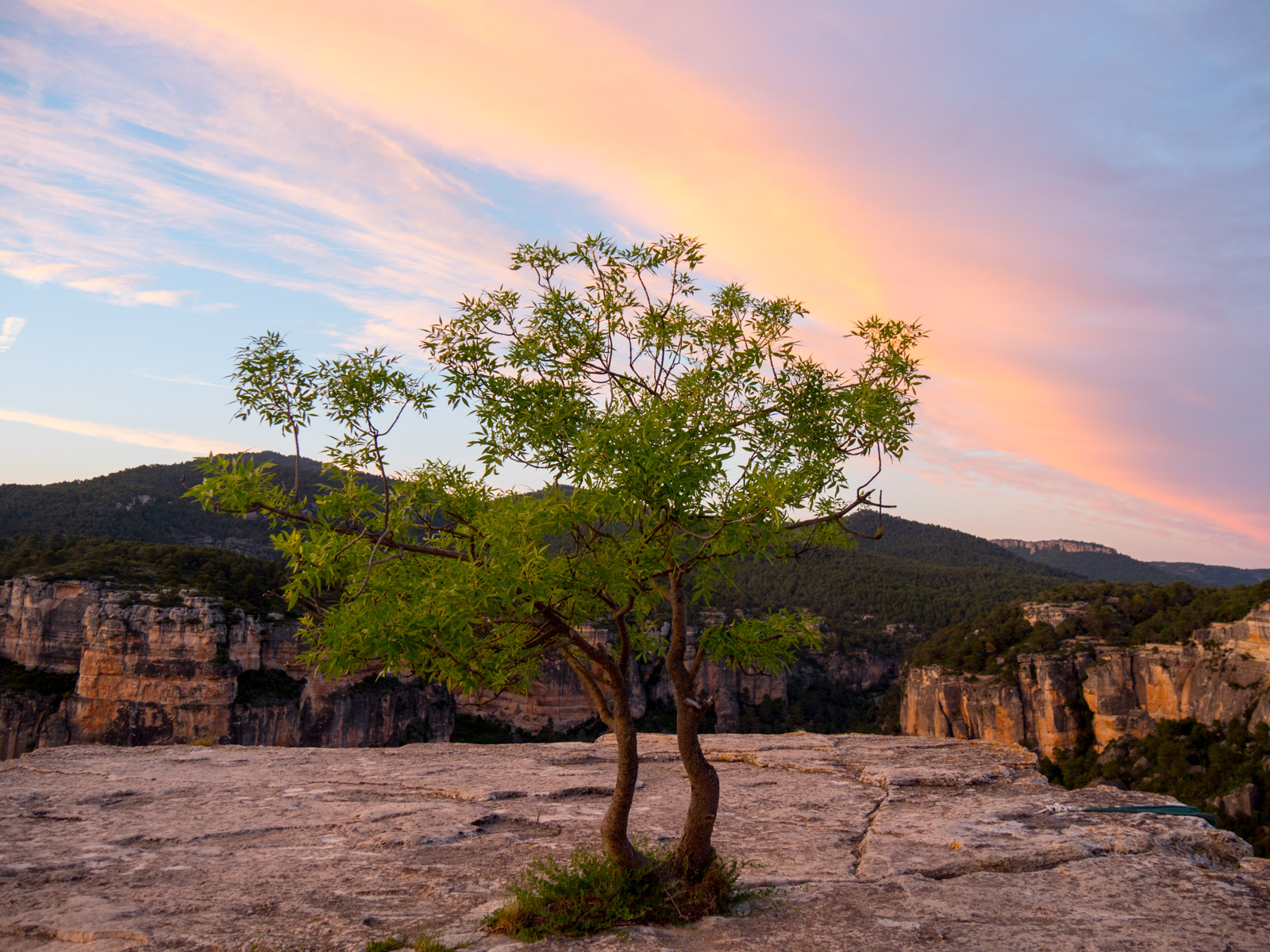 Siurana Sunset Tree