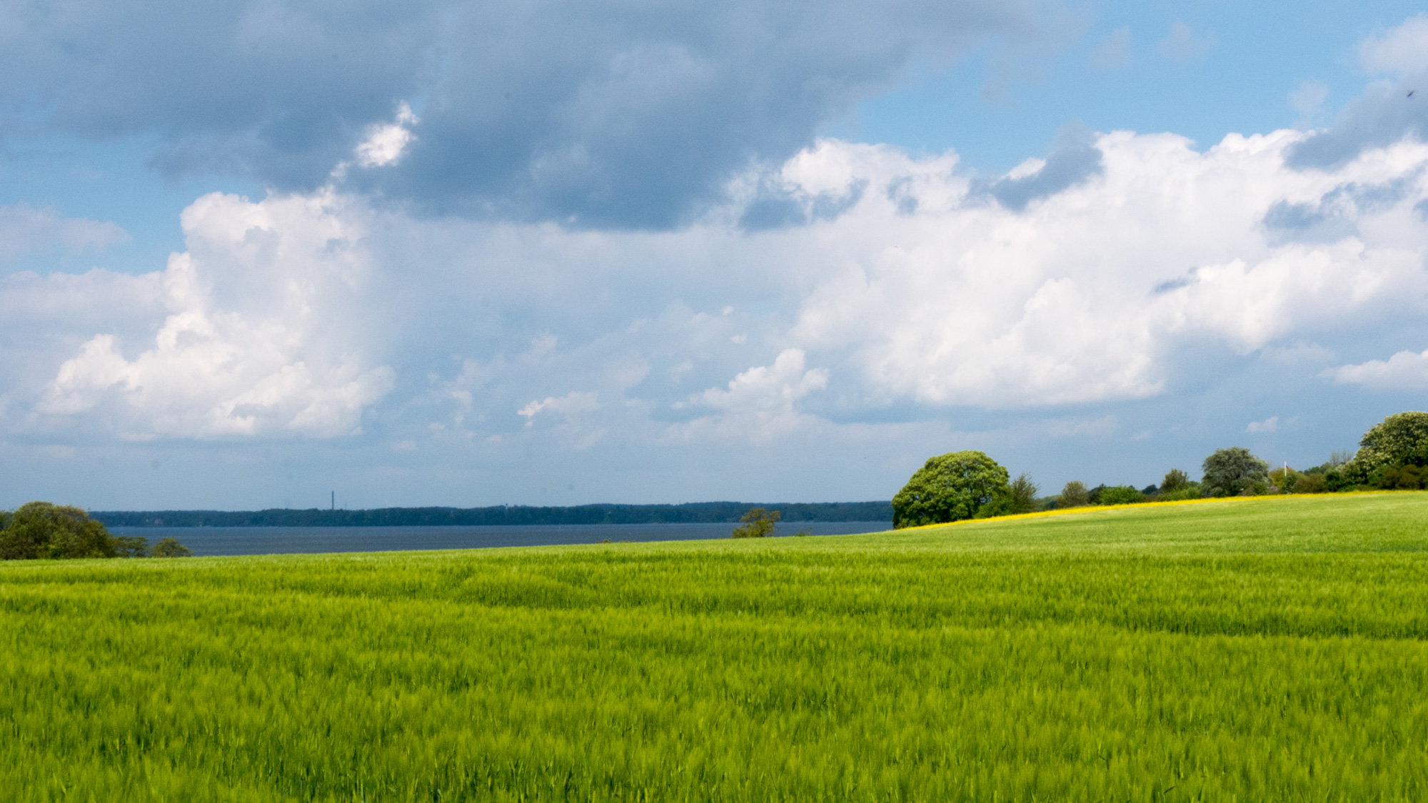 Grass field