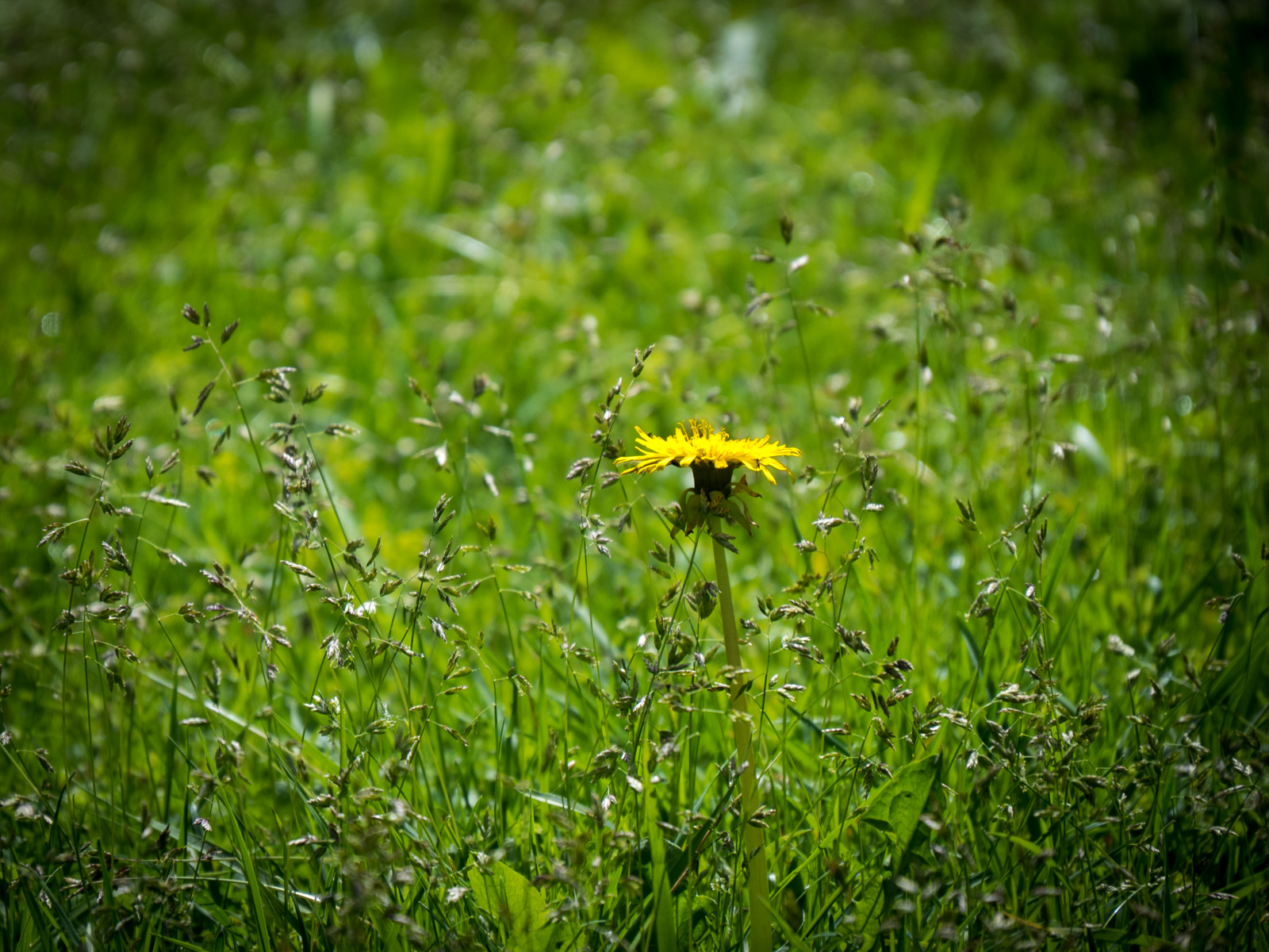 Yellow flower