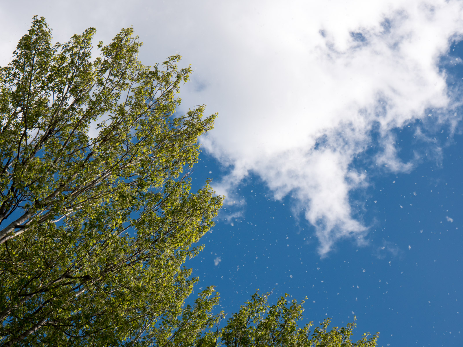 Trees and cotton balls