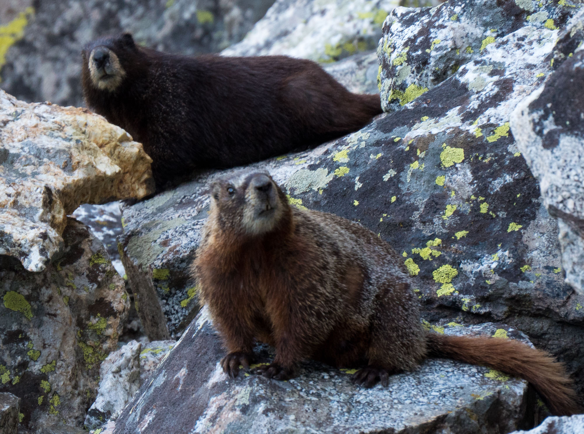 Marmots