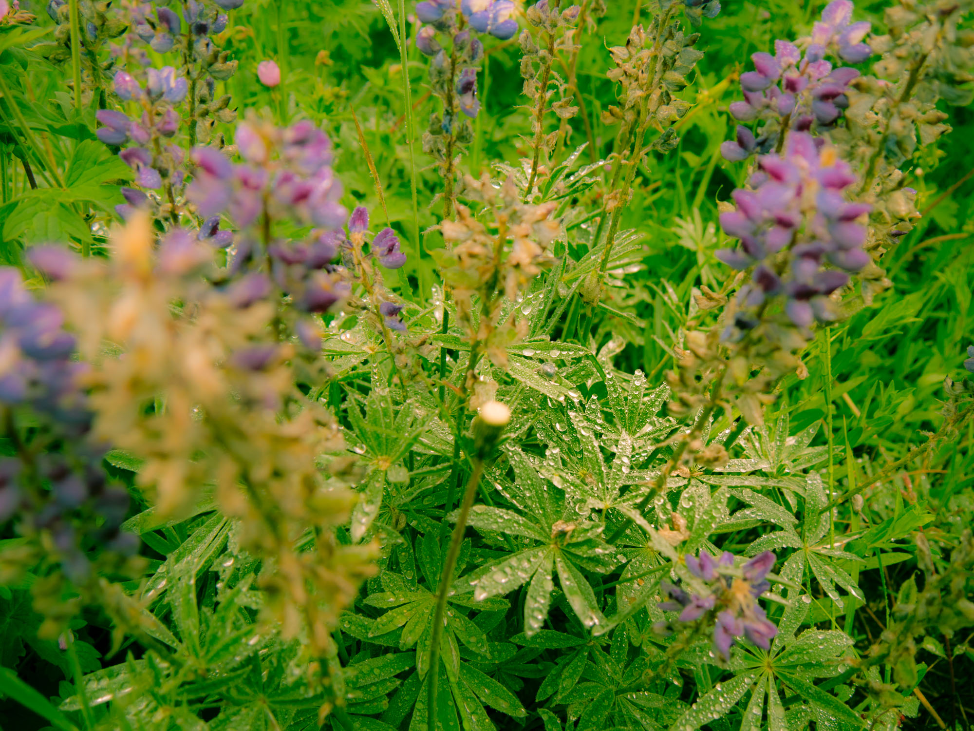 Some flowers