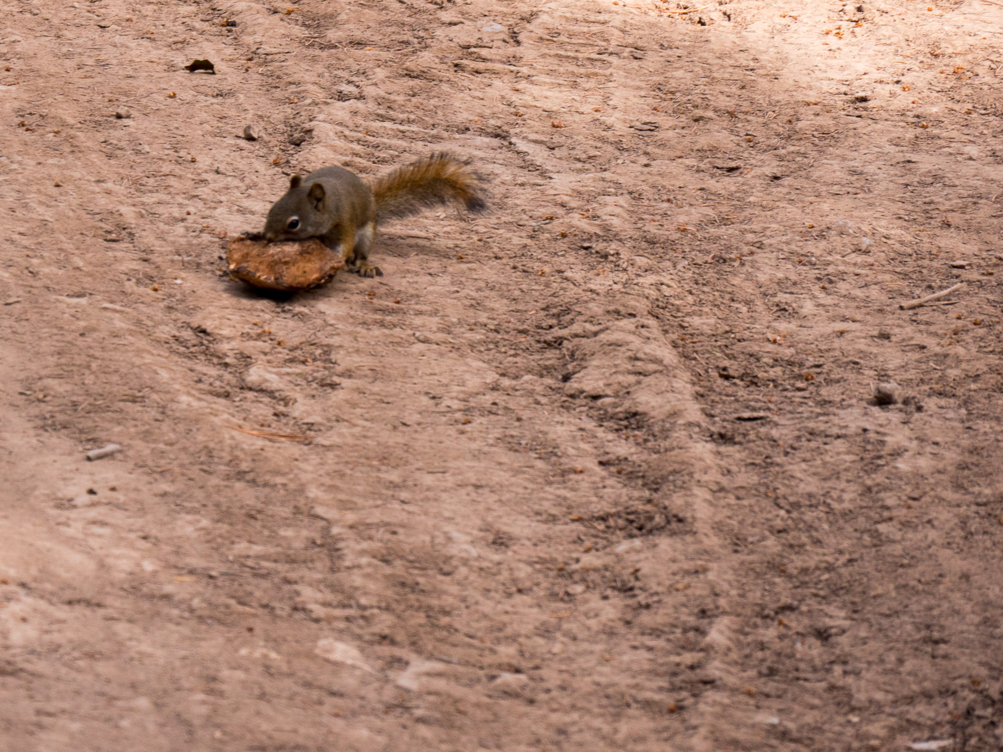 Squirrel with mushroom