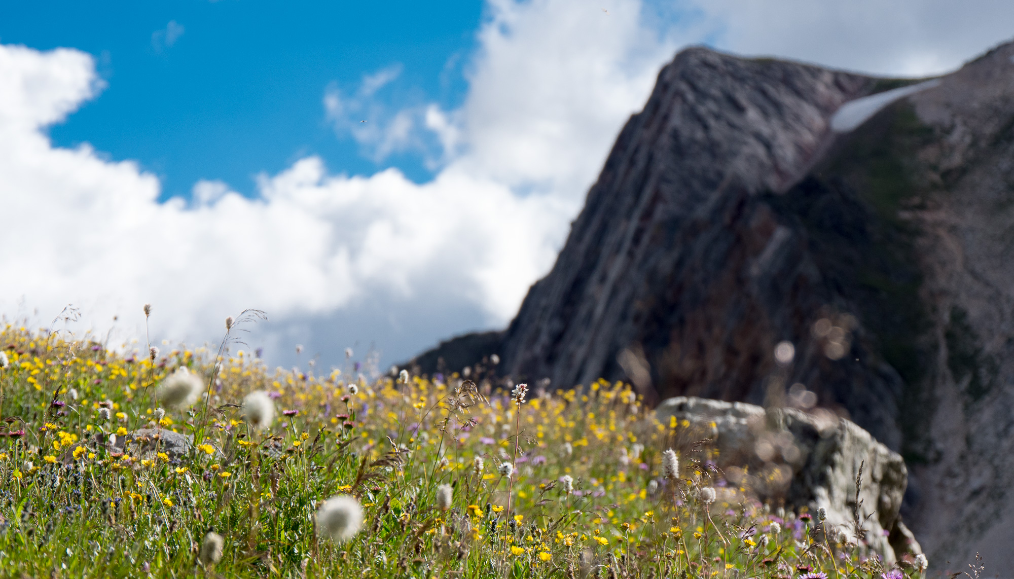 Flowers and a peak