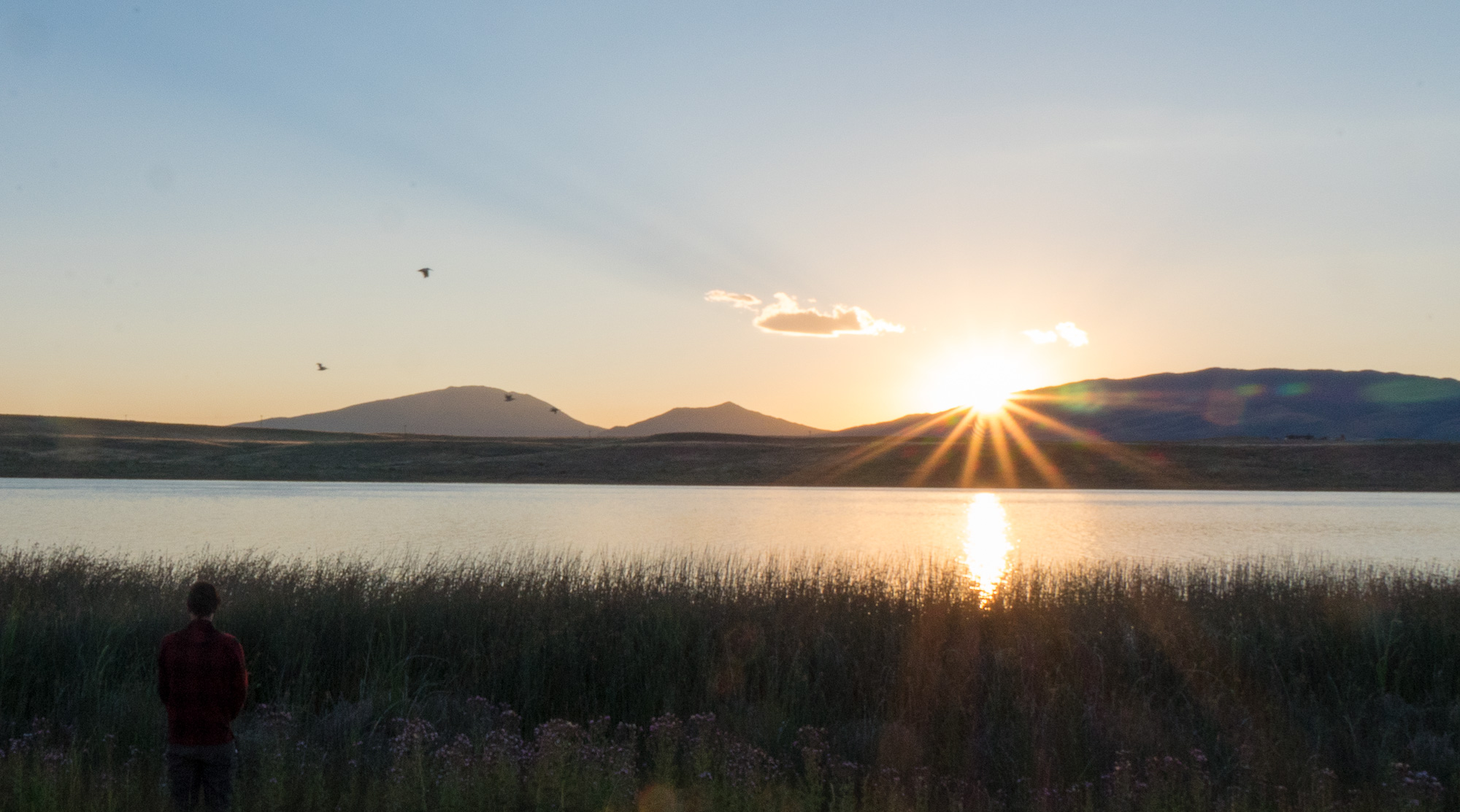 Cranes and sunrise at Saratoga Lake