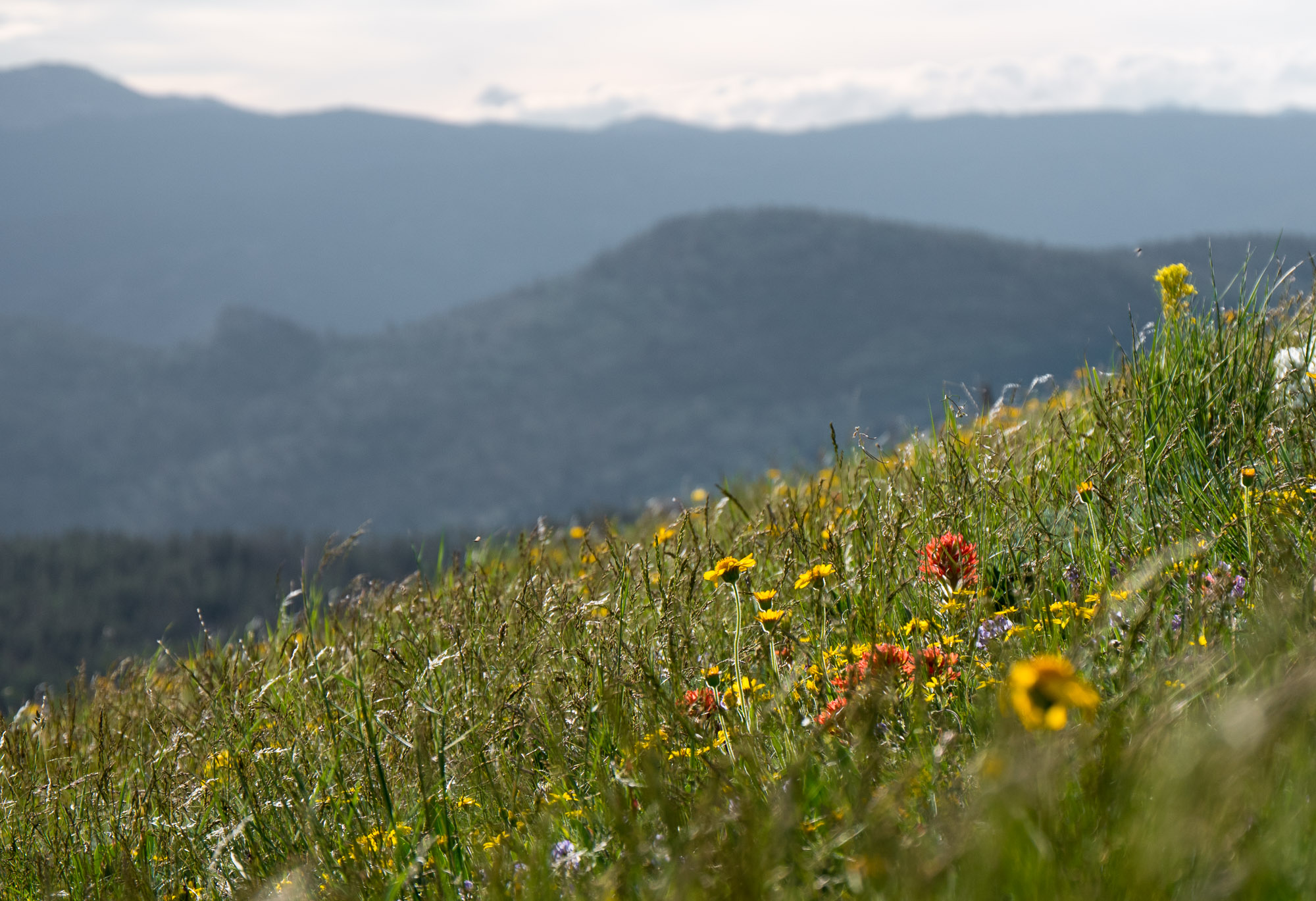 Flowers to the winds