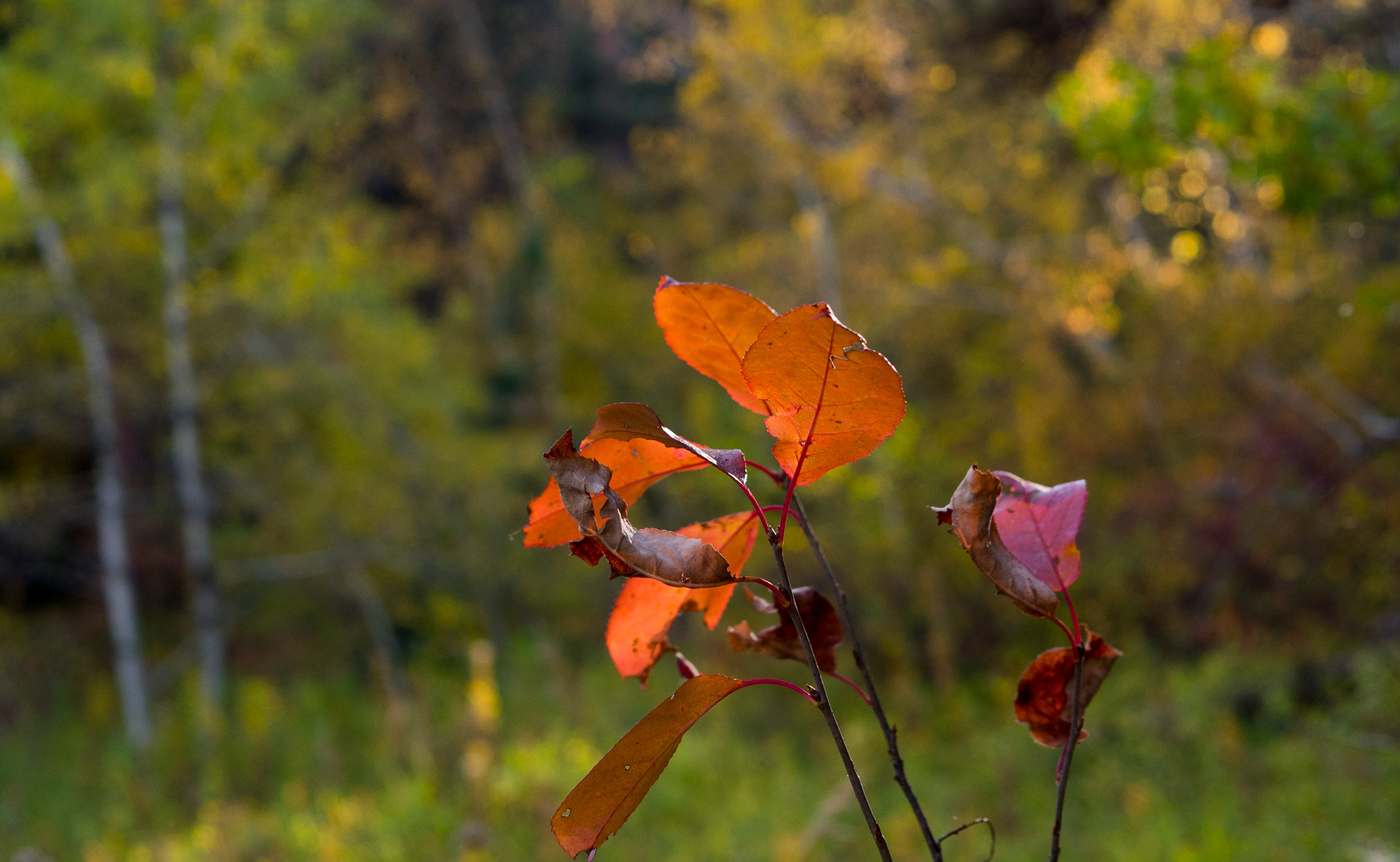 A leaf