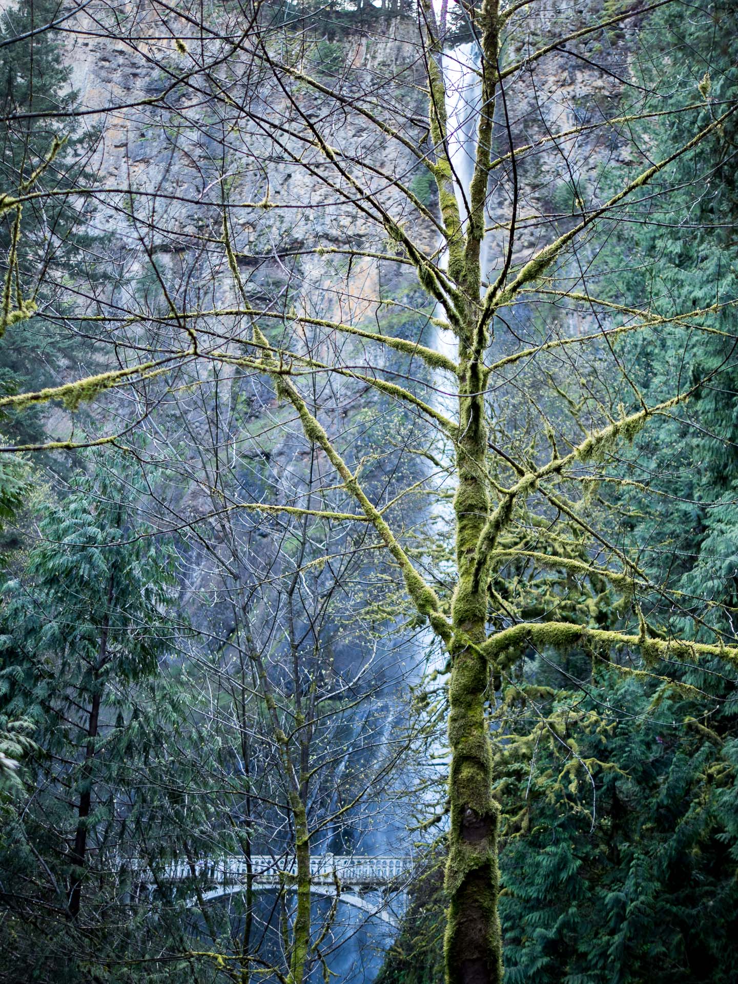 moss tree