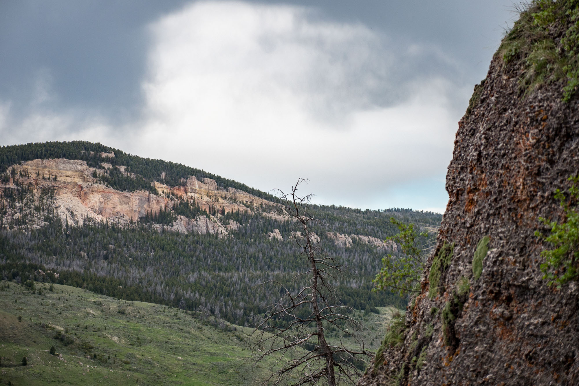 landscape from yellow butterfly