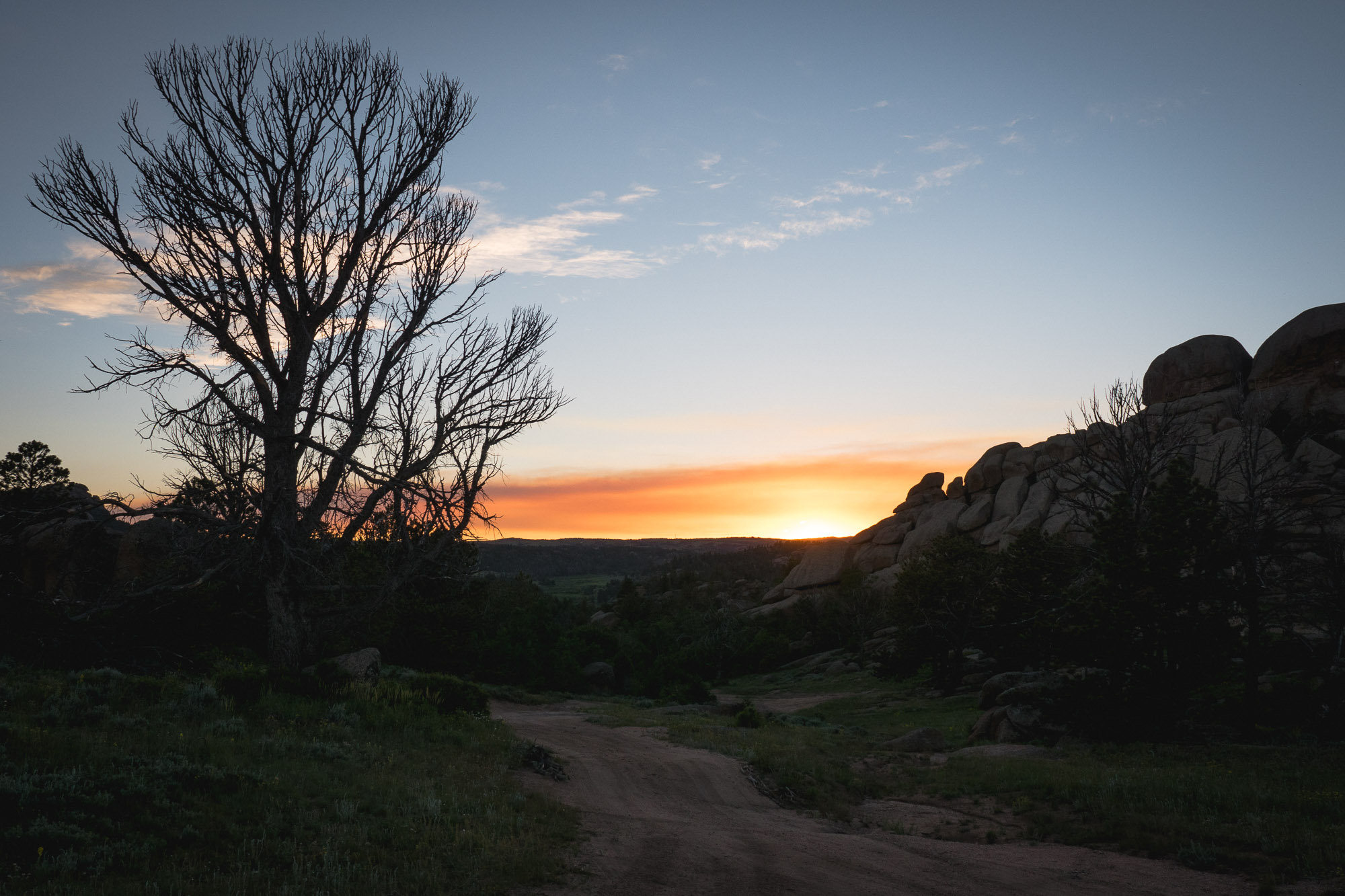 Sunset tree