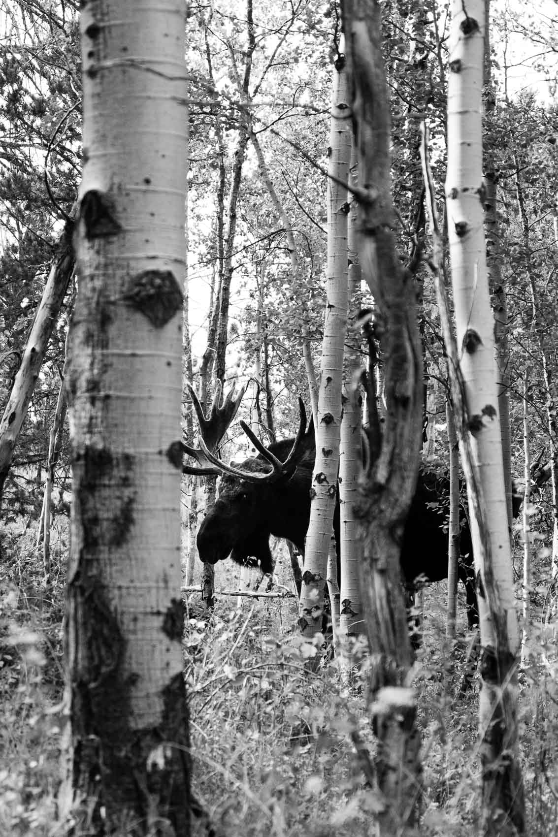 bw moose