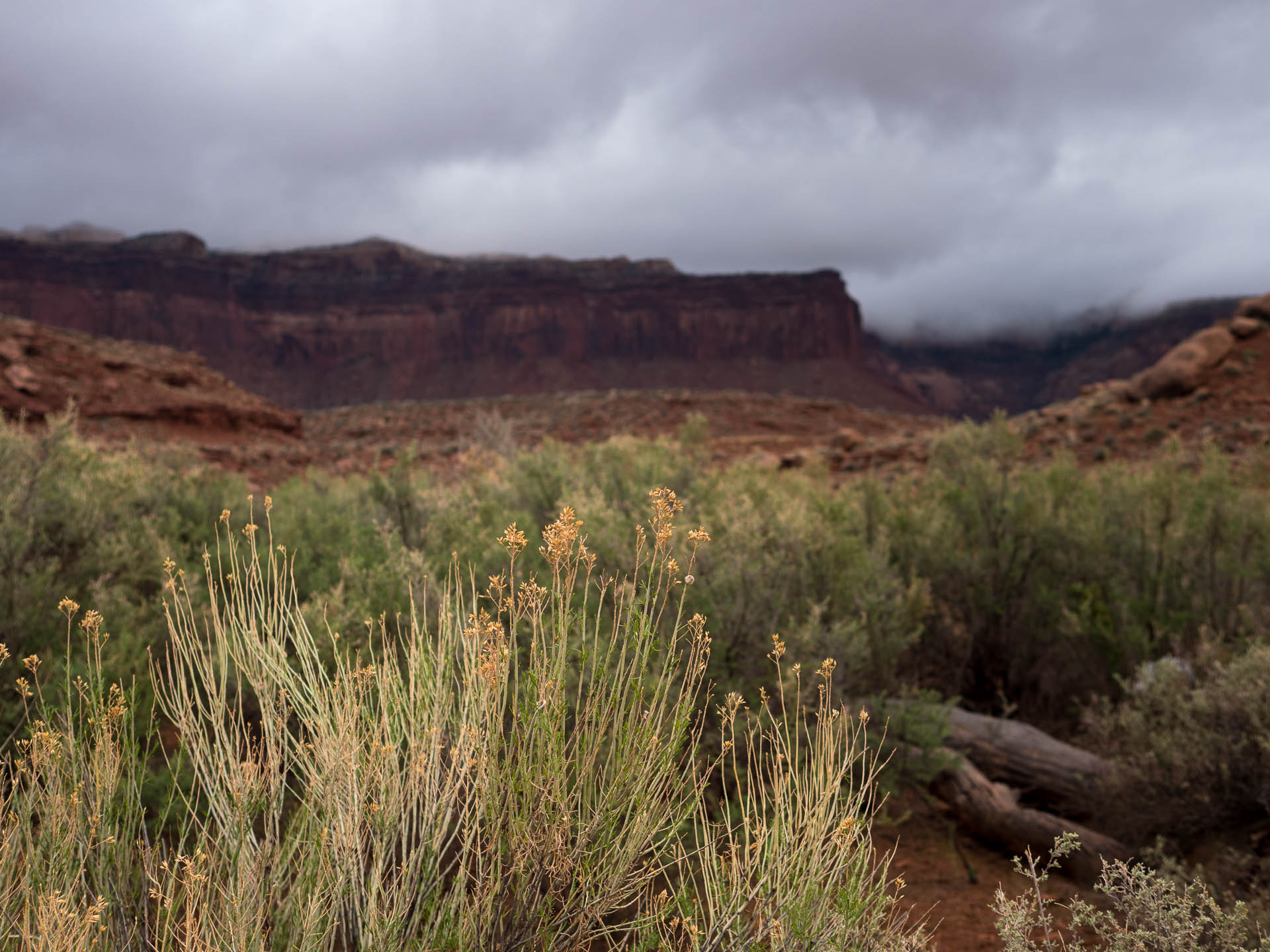 cloudy morning plants