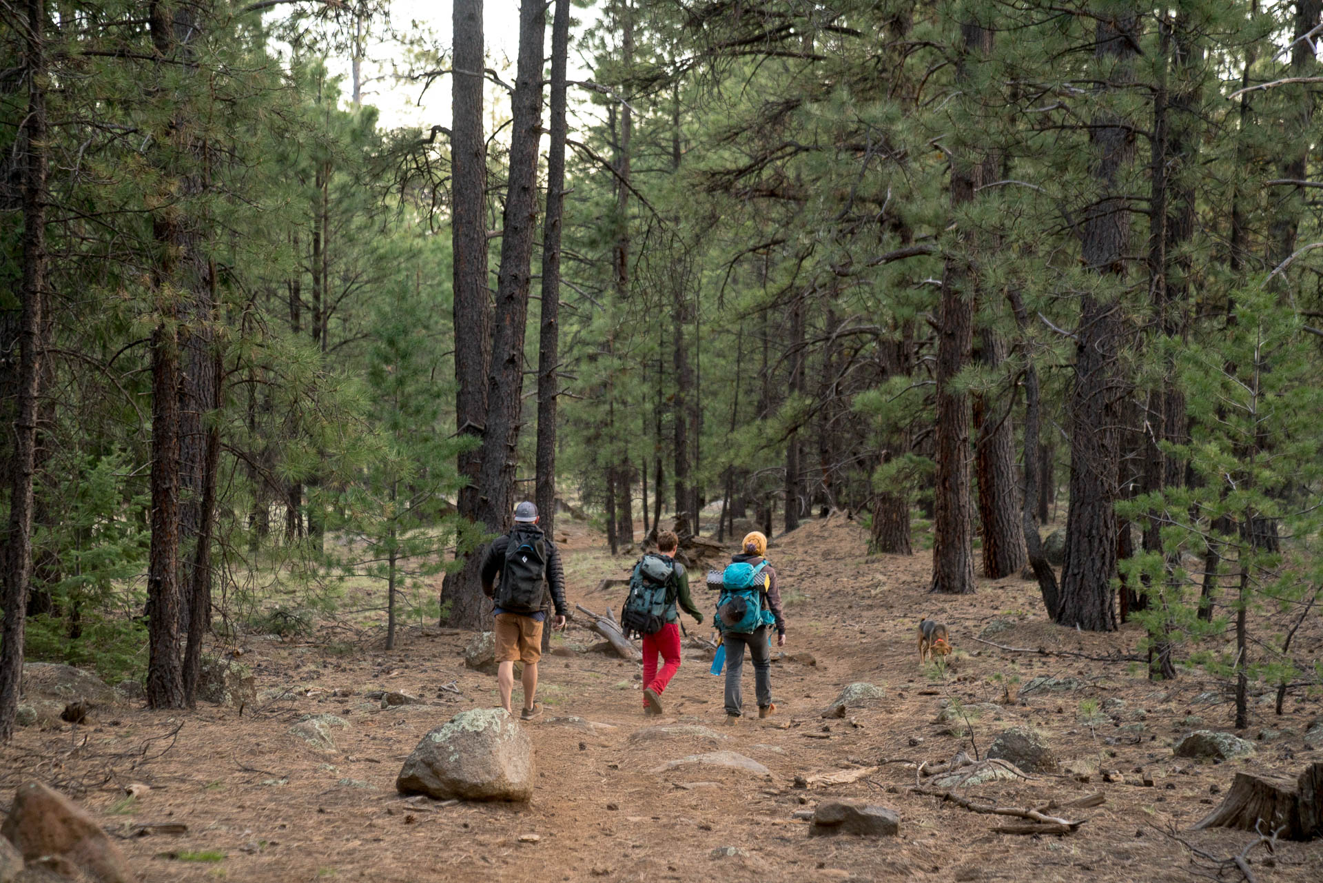 simon steele courtney hike out