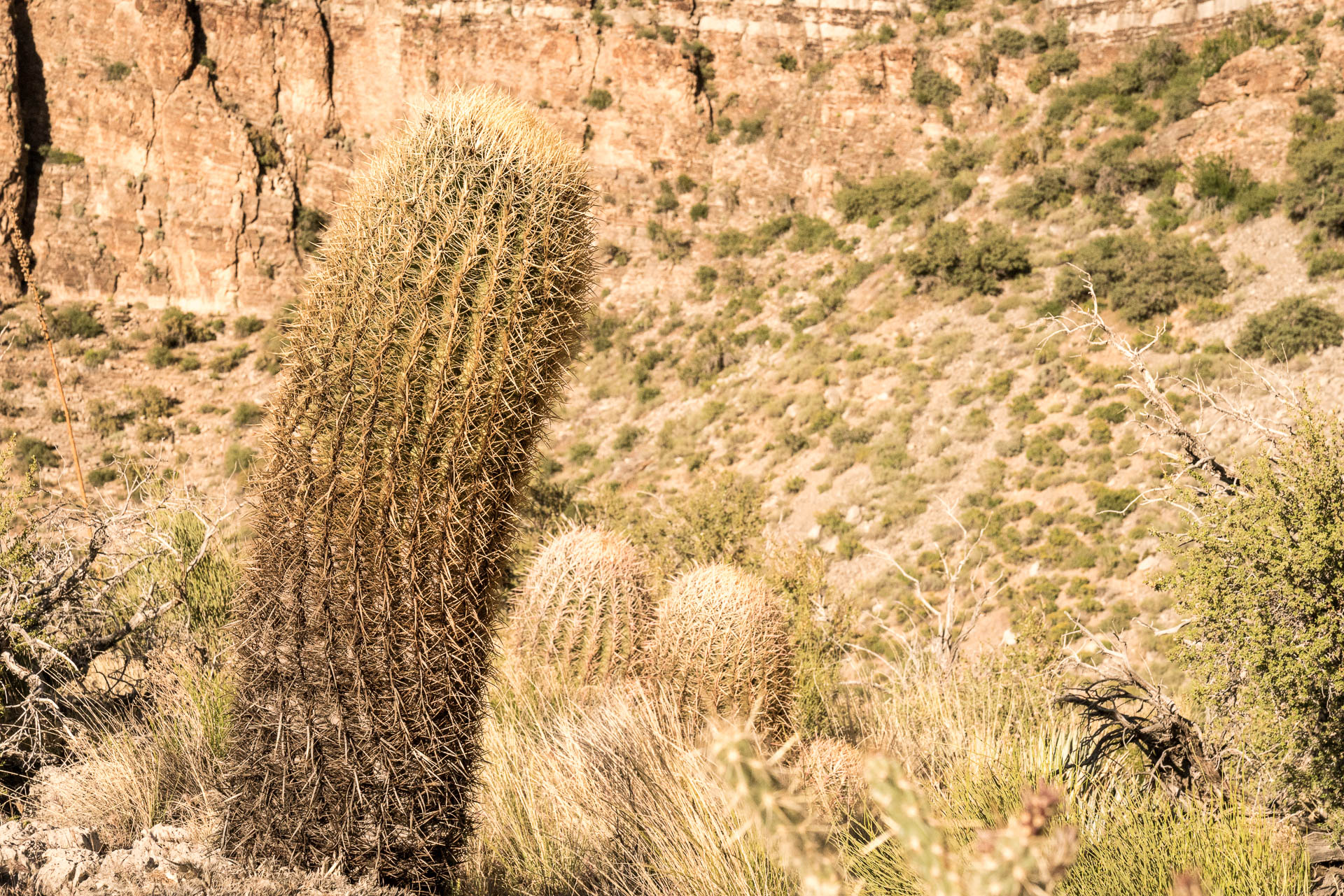 penis cactus