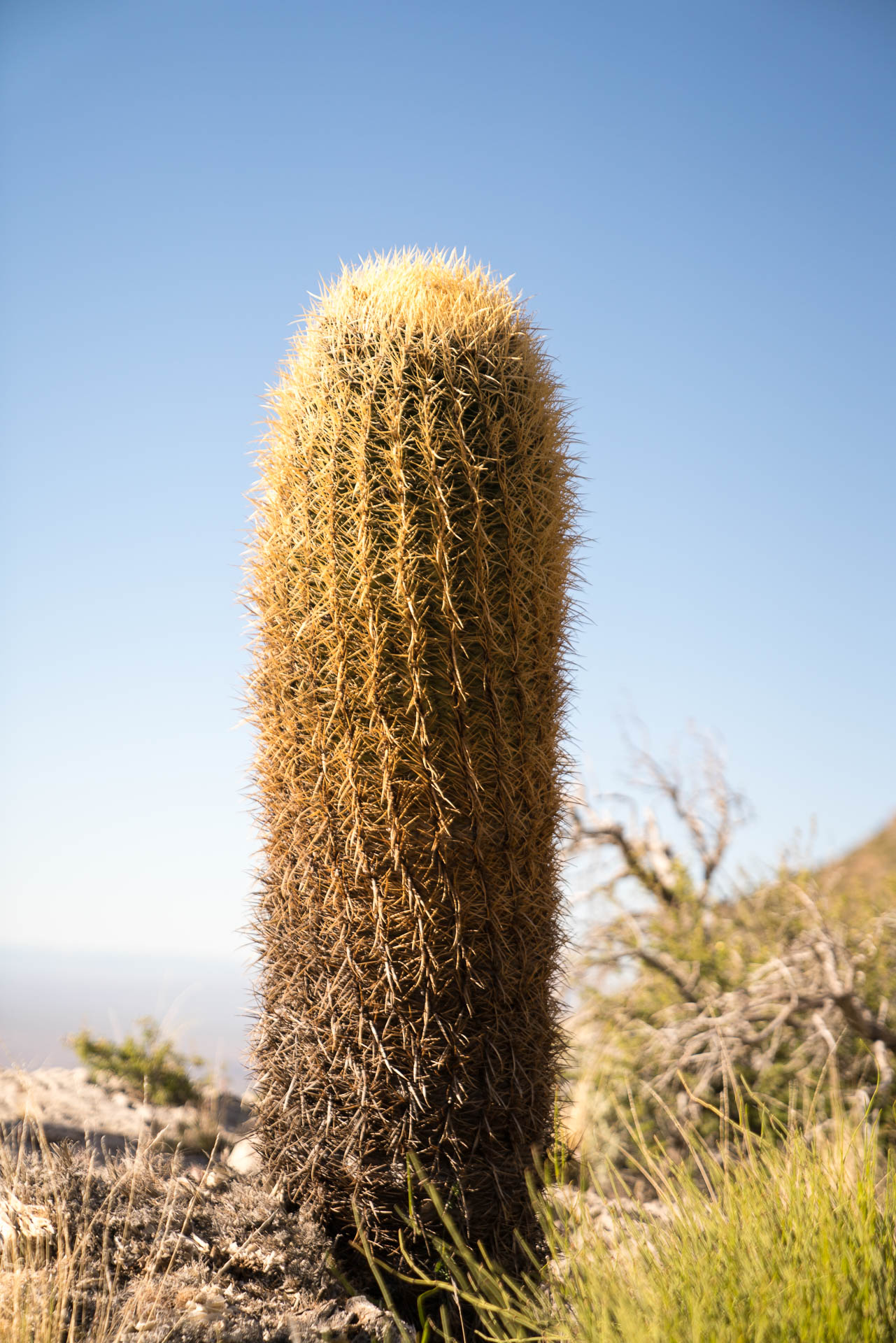 cactus alone
