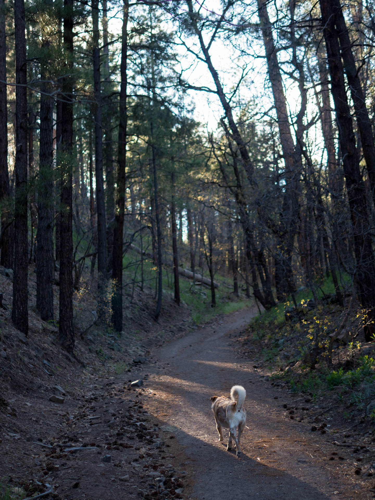 june in the woods alone