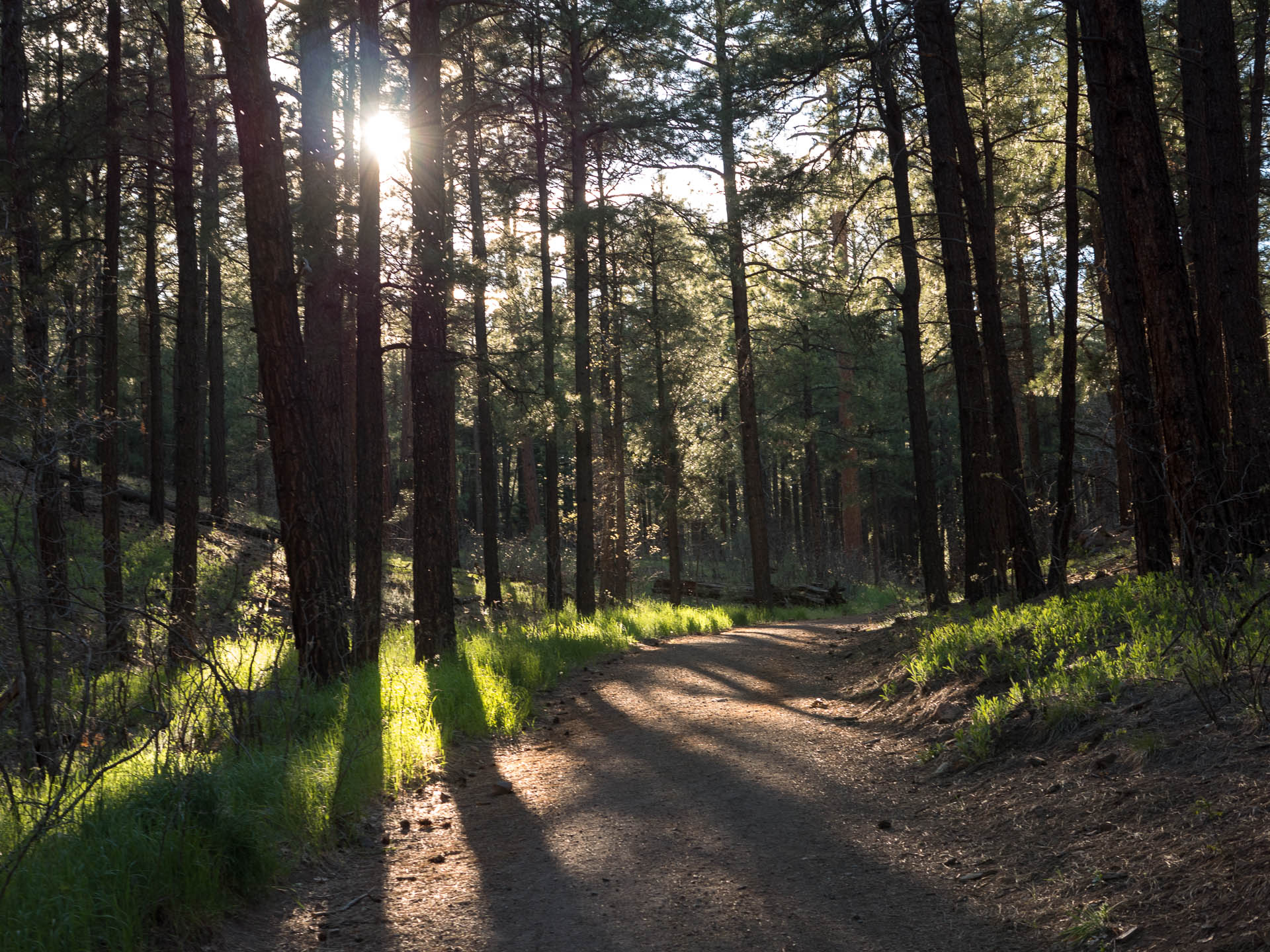 wooded sunset