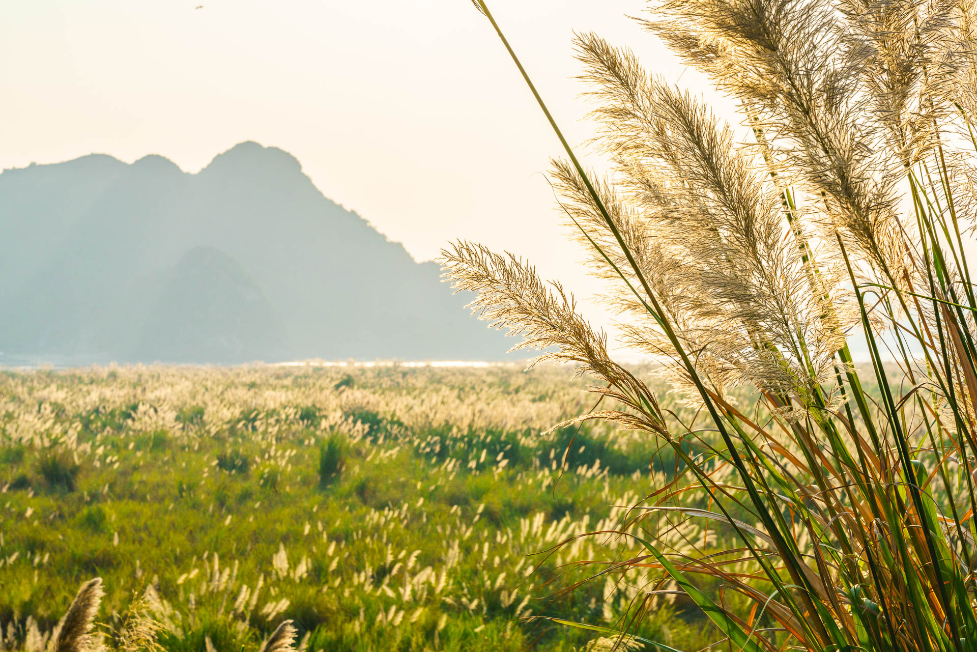 catba grasses