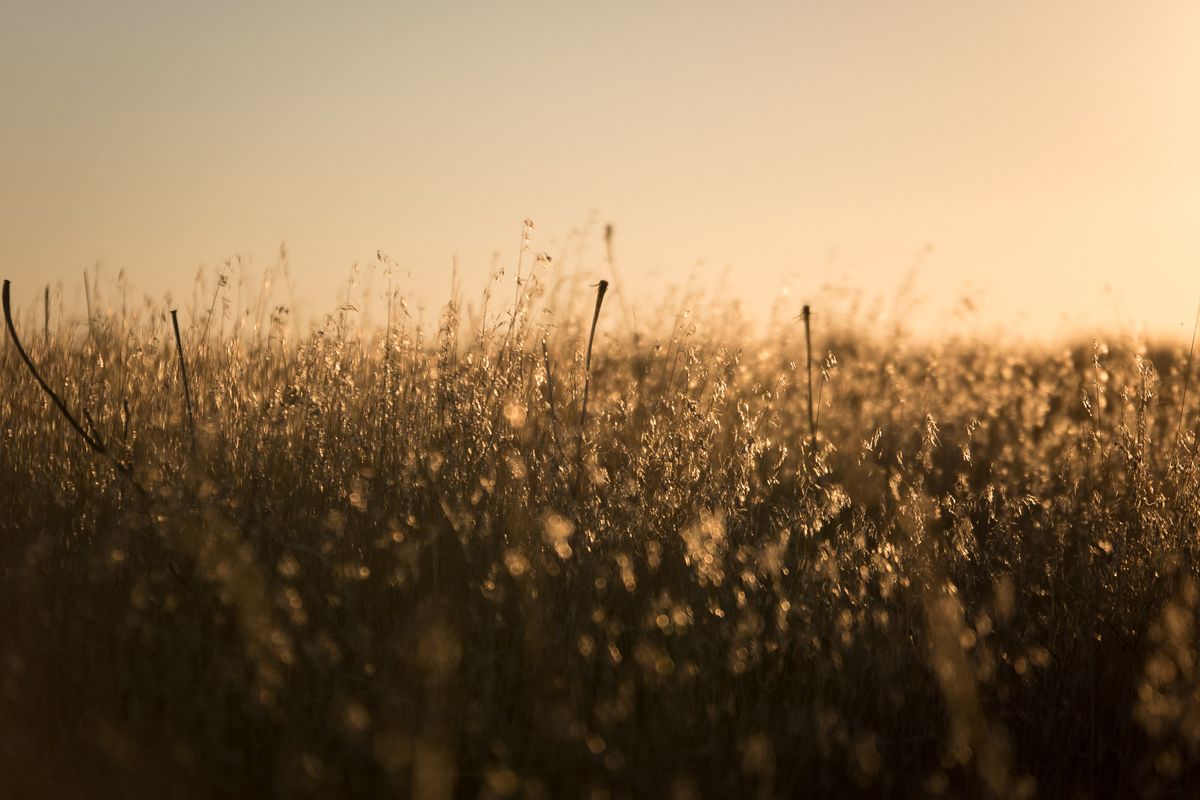 Golden Tufts and Dark Bluffs