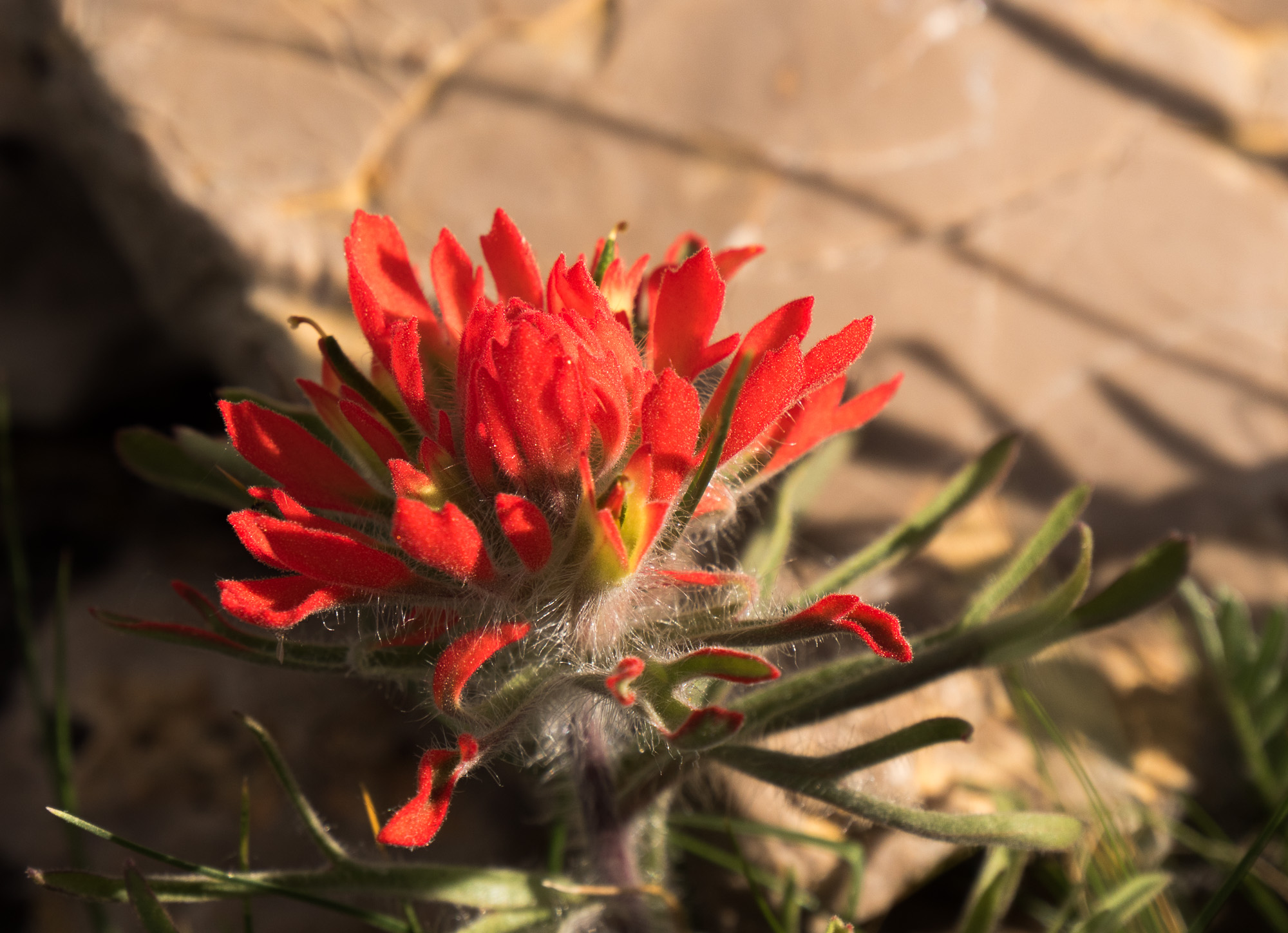 Flowers and Limestone